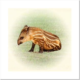 Tapir baby Posters and Art